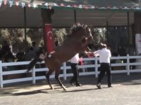Araba Fiyatına Satılık Tay Podyumda Bakıcısını Böyle Tepti