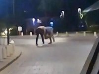 Herkes Güreş Sandı, Tekme Ve Yumruklar Havada Uçuştu