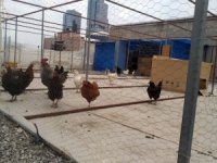 Kaybolan Tavus Kuşları İçin Seferber Oldular