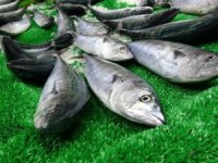 Zonguldak’ta Palamut Bolluğu