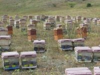 Trabzon Arıcılar Birliği Başkanı Aydın: "Trabzon’da Bal Üretimi Geçen Yıla Oranla Yüzde 15 Arttı"