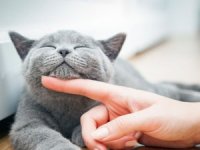 Türkiye’nin Yüzde 19’u Kedi Sahibi