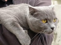 Sevimli Kedi 4. Kattan Dört Ayak Üstüne Düştü