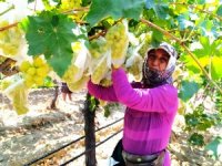Dünyaca Ünlü Üzümleri Korumak İçin 4 Bin Salkımı Çöp Poşetleriyle Kapladı