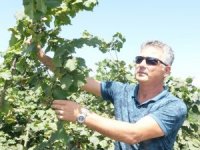 Türkiye’de 16 İlde 720 Bin Hektar Alanda Yaklaşık 500 Bin Çiftçi Fındık Üretimi Yapıyor