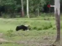 Hindistan’da Futbol Topuyla Oynayan Ayılar Viral Oldu