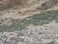 Bingöl’de Kırsalda Kurumaya Bırakılmış 289 Kilo Kubar Esrar Ele Geçirildi