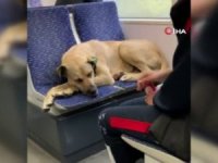 Tramvayda Sevimli Yolcu