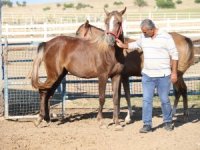 Bu Özel Taylar 900 Bin Liraya Satılıyor