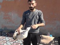 Böyle Vicdansızlık Görülmedi, Martının Ayaklarını Kesip Doğaya Saldılar