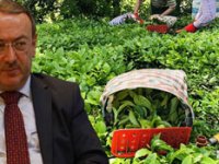 ÇAYKUR, ekim ayı yaş çay bedelini yarın üreticilerin hesabına yatıracak