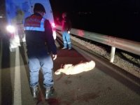 Aracın Çarpması İle Yaralanan Köpek Barınakta Tedaviye Alındı