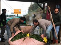 Rize'de Özel Sektör Çay Alımını Devam Ettiriyor