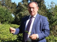 ÇAYKUR, Çay Paralarını Ödüyor