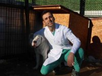 Barınaklar Yasaklı Irklar İle Doldu