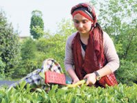 Yaş Çay Fiyatı Belli Oldu