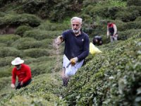 Doğu Karadeniz'de 204 bin üretici yaş çay sezonuna hazırlanıyor
