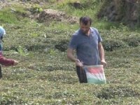 Doğu Karadeniz’i Çay Telaşı Sardı