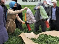 Milletvekili Ayvazoğlu TBMM’de Çay Üretimi Üzerine Konuştu