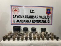 Devriye Gezen Ekipler Çiçek Saksısında Kenevir Buldu
