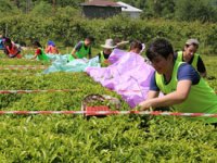 Çay Hasat Şenliği ve Okullar Arası Çay Toplama Yarışması düzenlendi