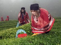 Fındığın Başkenti Giresun’da Çay Hasadı Başladı