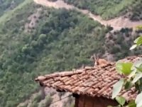 Dağ Keçisi Bu Kez Çatıya Çıktı