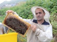 Anzer Balı’nda Bal Sağımı Gerçekleştirildi