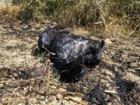 Yüksek Gerilime Kapılan Karga Az Daha Köyü Yakacaktı