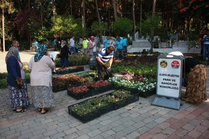 alanya belediyesi mezarliklarda cicek dagitiyor