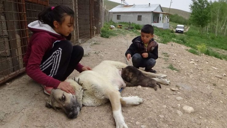 Annesiz Kalan Yavru Kurtlari Kangal Emzirdi