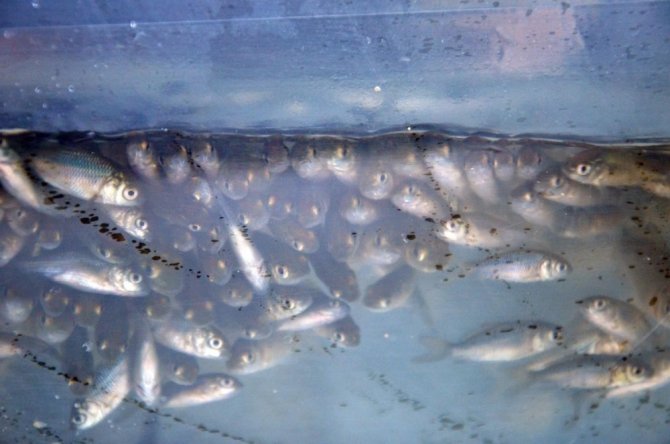 Denizli’de 117 Bin Yavru Sazan Balığı Suyla Buluşturuldu