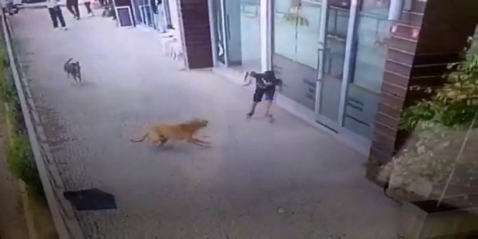 İstanbul’da Küçük Çocuğa Köpek Saldırısı Kamerada