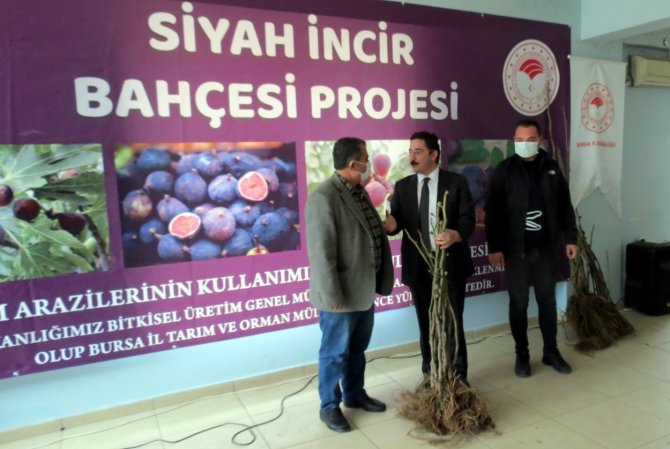 Mudanya’da Siyah İncir Bahçesi Projesi Başladı