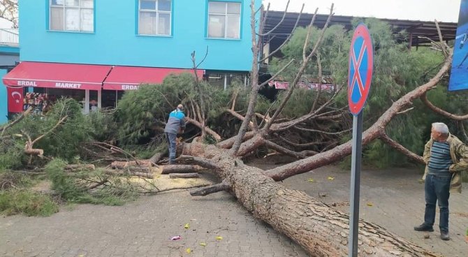 Alaşehir’de Fırtına Çam Ağacını Otomobilin Üzerine Devirdi