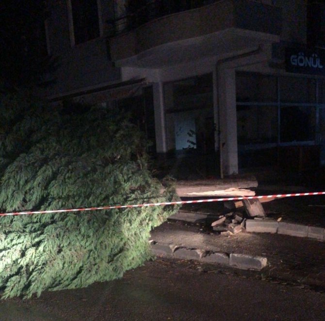 Altınova’da Fırtına Ağaçların Devrilmesine Neden Oldu