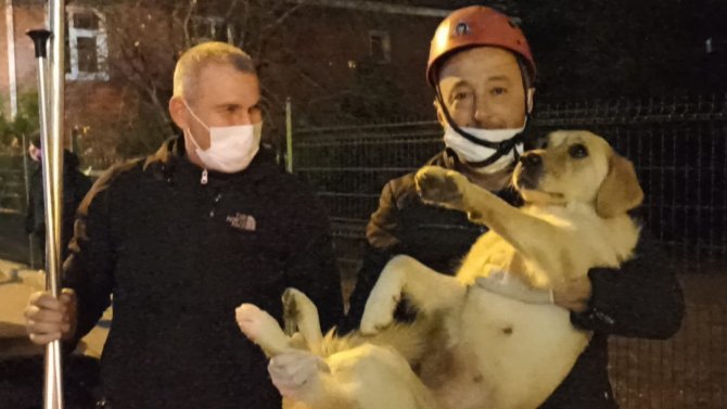 10 Gündür Aç Ve Susuz Balkonda Mahsur Kalan Köpek Kurtarıldı
