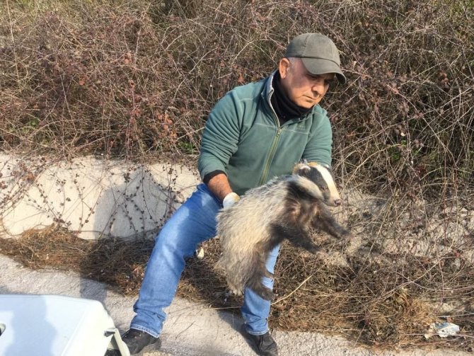 Kuşadasında Yaralı Atmaca Ve Porsuk Tedavi Altına Alındı