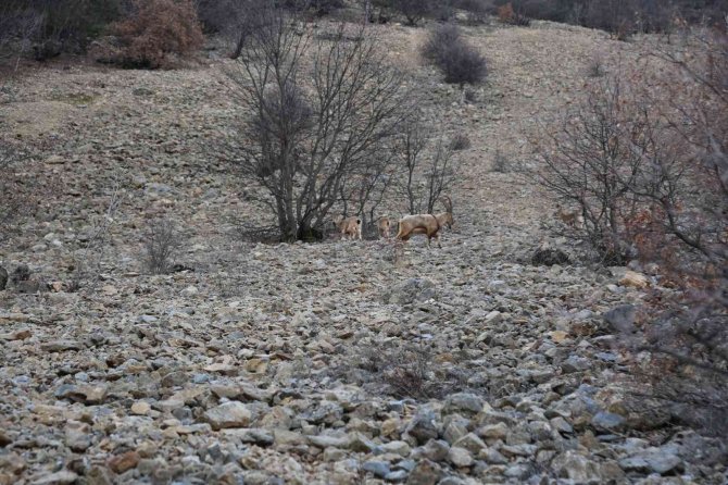 Yaban Keçileri İlk Kez Bu Kadar Yakından Görüntülendi