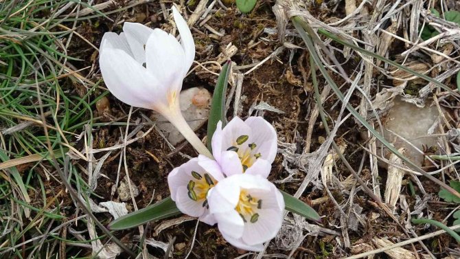 Yozgat’ta Baharın Habercisi ‘Çiğdemler’ Çiçek Açtı