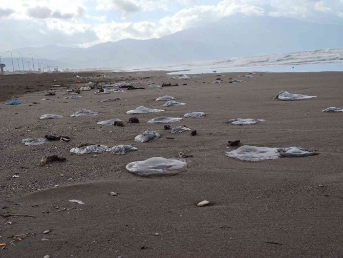 Hatay’da Yüzlerce Ölü Denizanası Sahile Vurdu