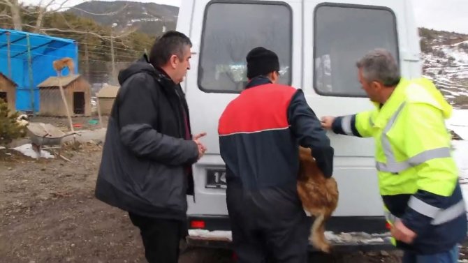Gerede’de Barınakta Kötü Şartlardaki Köpekler Düzce’ye Gönderildi