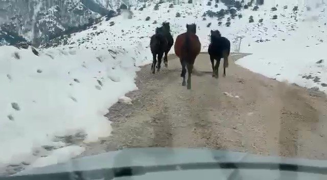 Karlı Dağda Yoluna Çıkan Yılkı Atlarına Otomobiliyle Saman Taşıdı