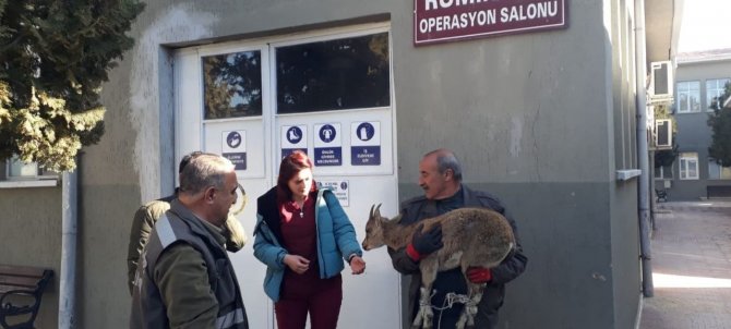 Tedavisi Yapılan Yavru Yaban Keçisi Doğaya Bırakıldı