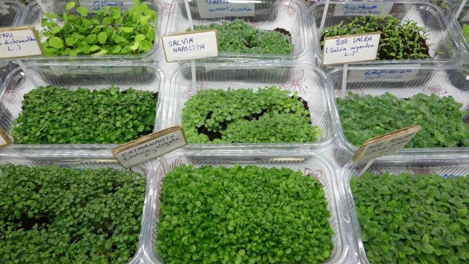 New Trend Plants in Healthy Food: 'Microgreens'