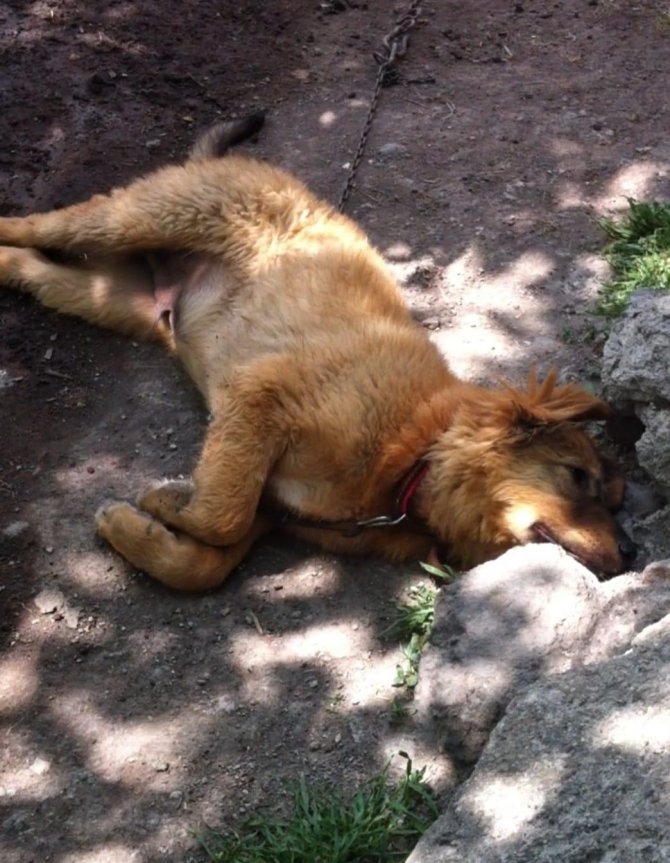 10 Yıldır Baktığı Köpeği Barınakta Ortadan Kayboldu
