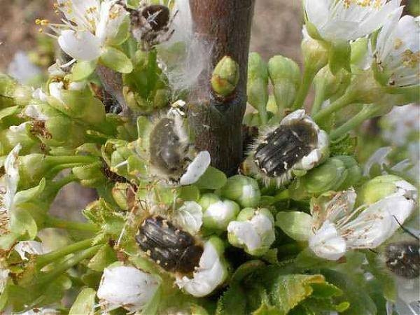Kütahyalı Meyve Üreticilerine ’Bakla Zınnı’ Böceği Zararlısıyla Mücadele Uyarısı