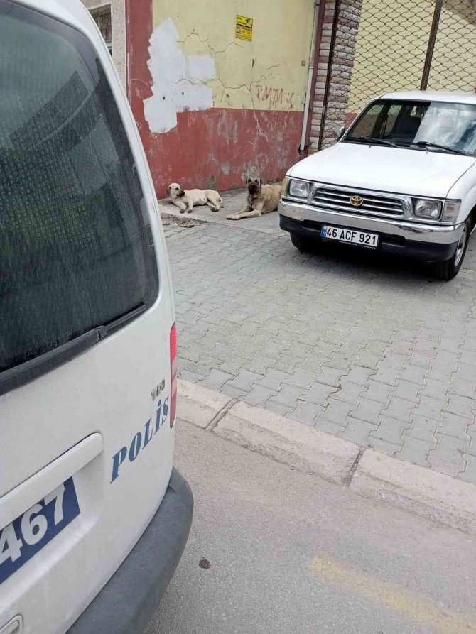 Ceyhan’da Köpeklerden Kaçarken Düşerek Ağır Yaralanan Şahıs Hayatını Kaybetti