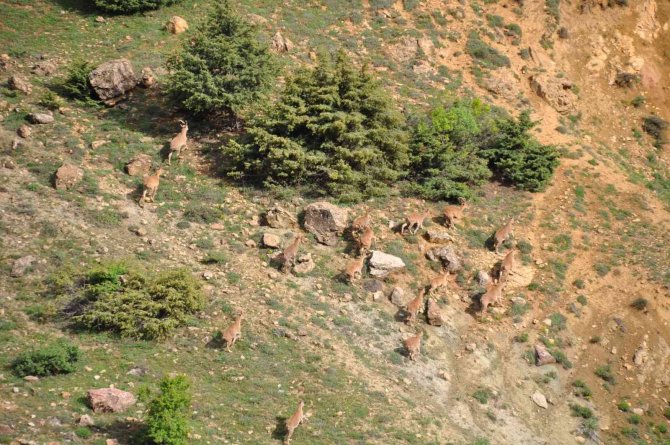 Tunceli’de Yaban Keçileri Dron İle Görüntülendi