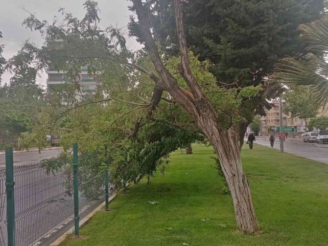 Rüzgar Ve Şiddetli Yağış, Ağaçlara Zarar Verdi
